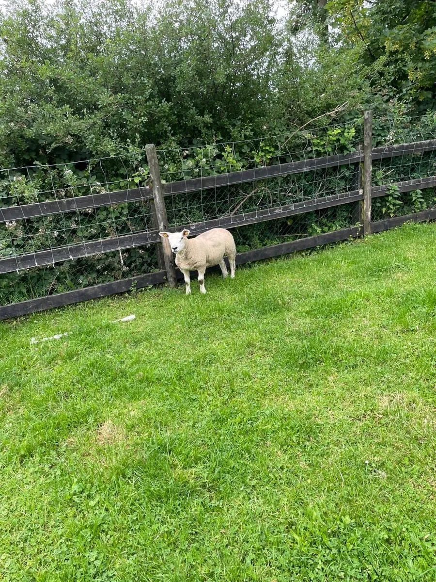 Ewe lamb - Image 2