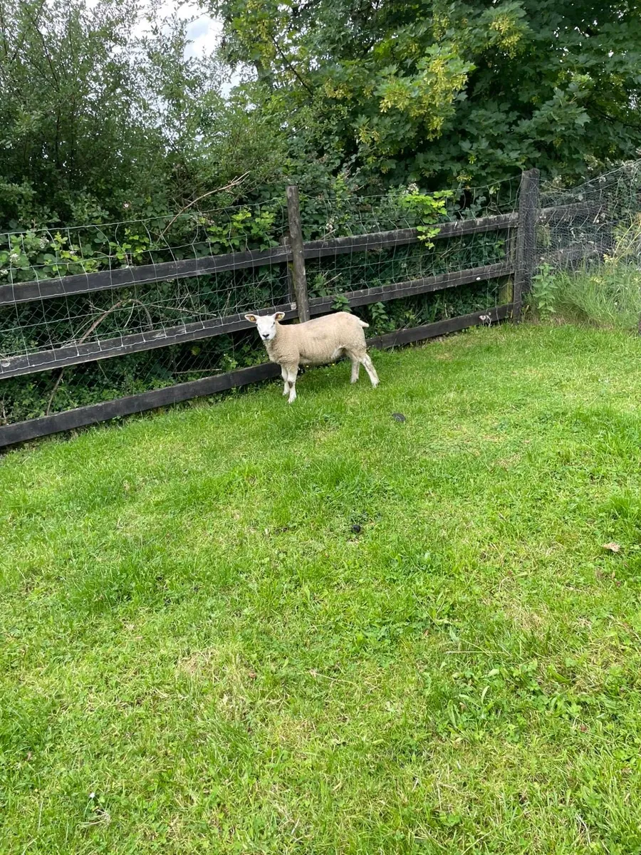 Ewe lamb - Image 3