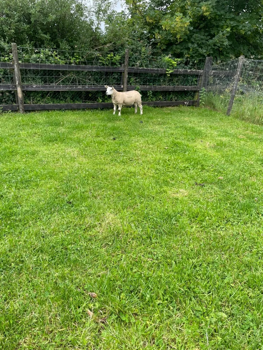 Ewe lamb - Image 4