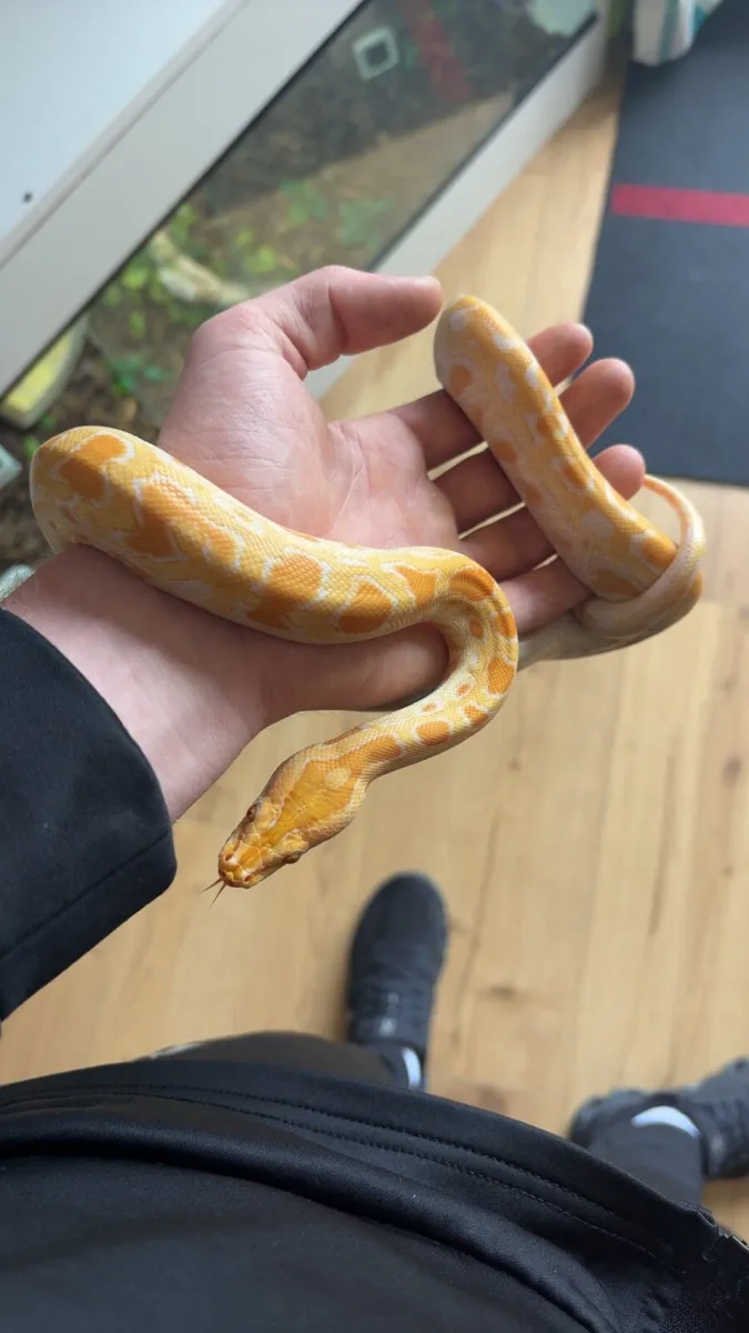 Dwarf burmese python - Image 1