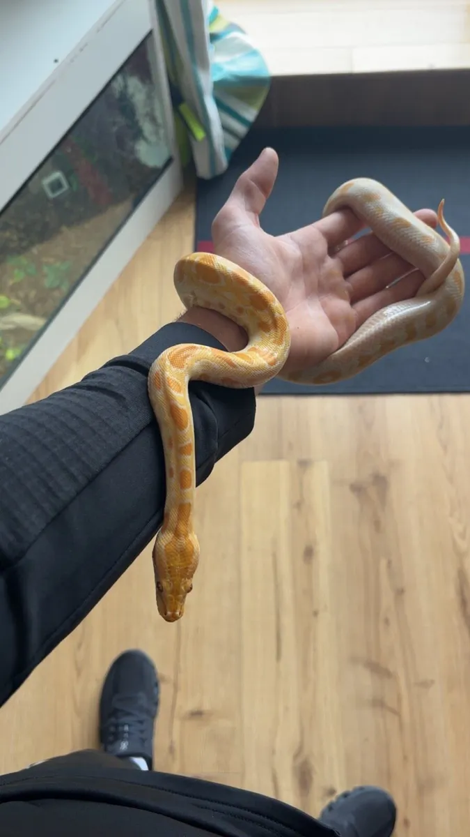 Dwarf burmese python - Image 2