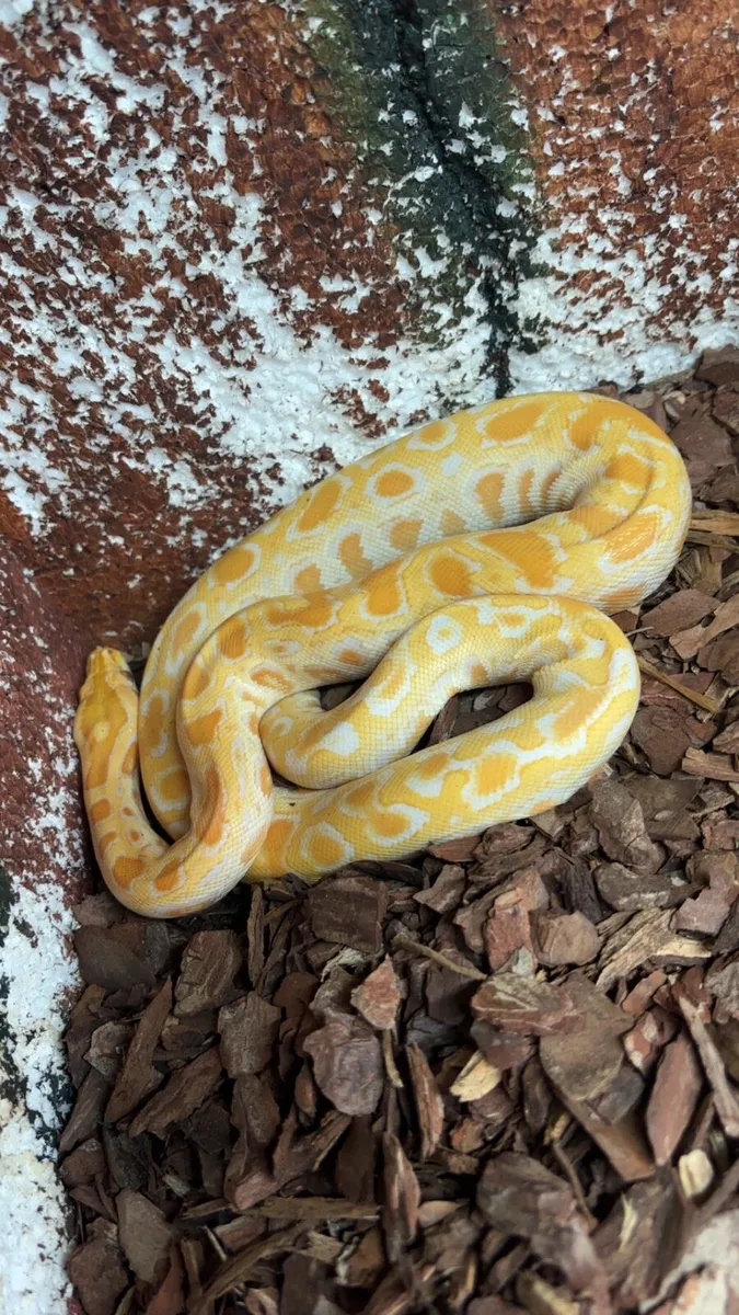 Dwarf burmese python - Image 3