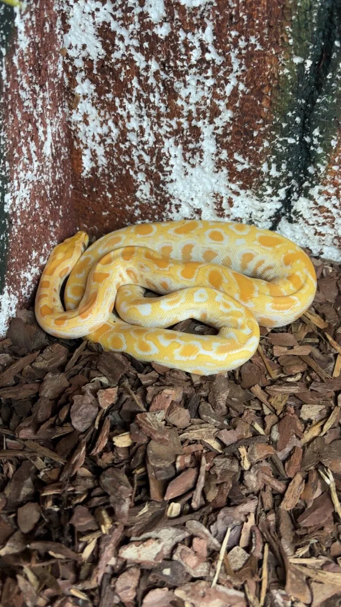 Dwarf burmese python - Image 4