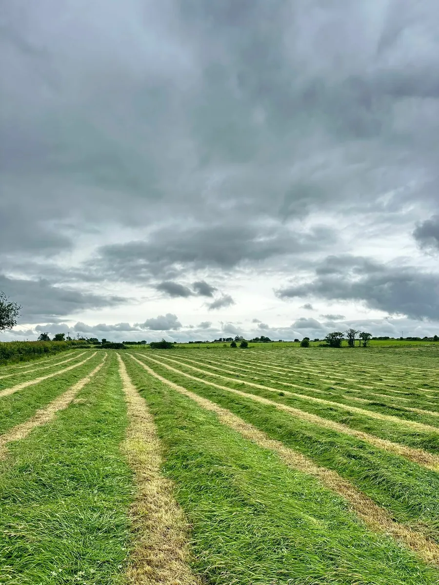 Dry Wilted Silage - Image 1