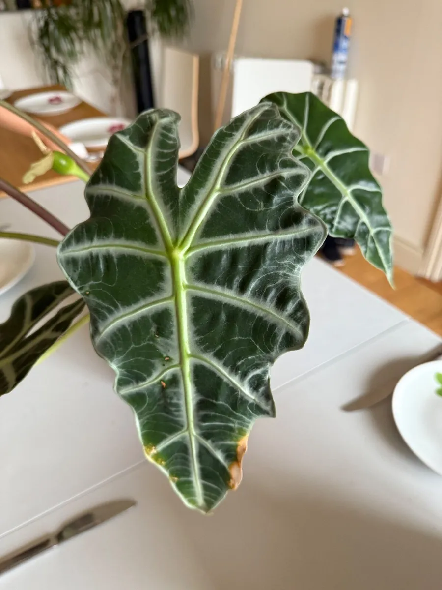 Alocasia plant (Elephant Eat Plant) - Image 1