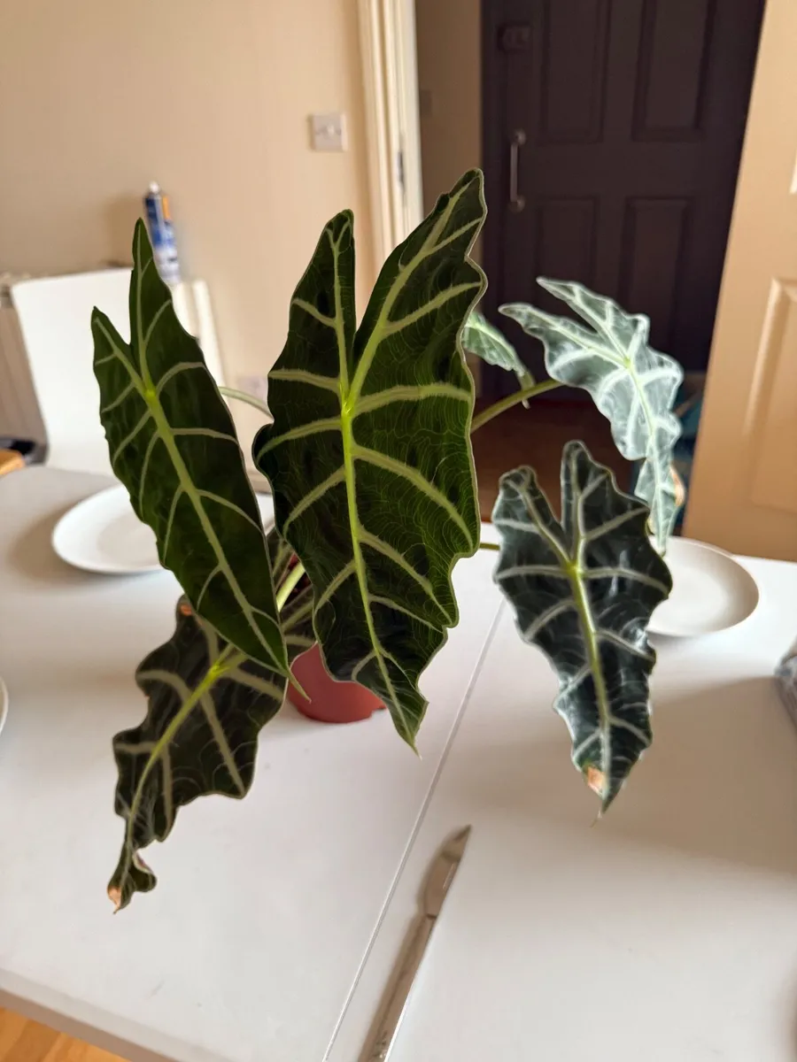 Alocasia plant (Elephant Eat Plant) - Image 2