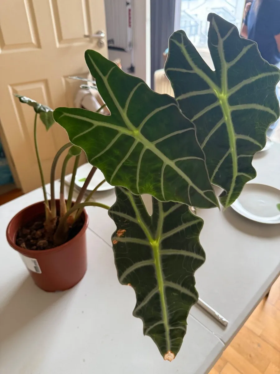 Alocasia plant (Elephant Eat Plant) - Image 3