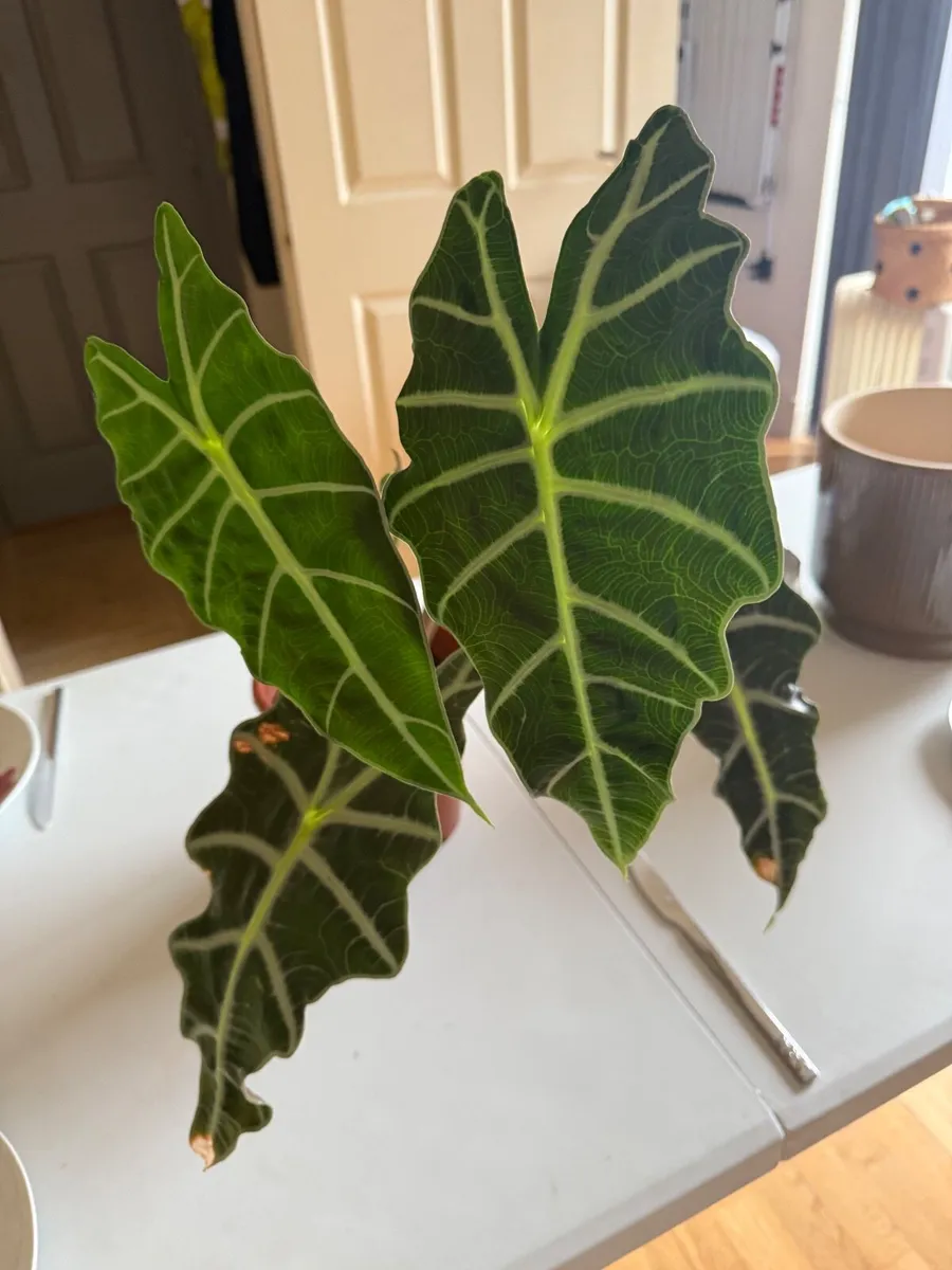 Alocasia plant (Elephant Eat Plant) - Image 4