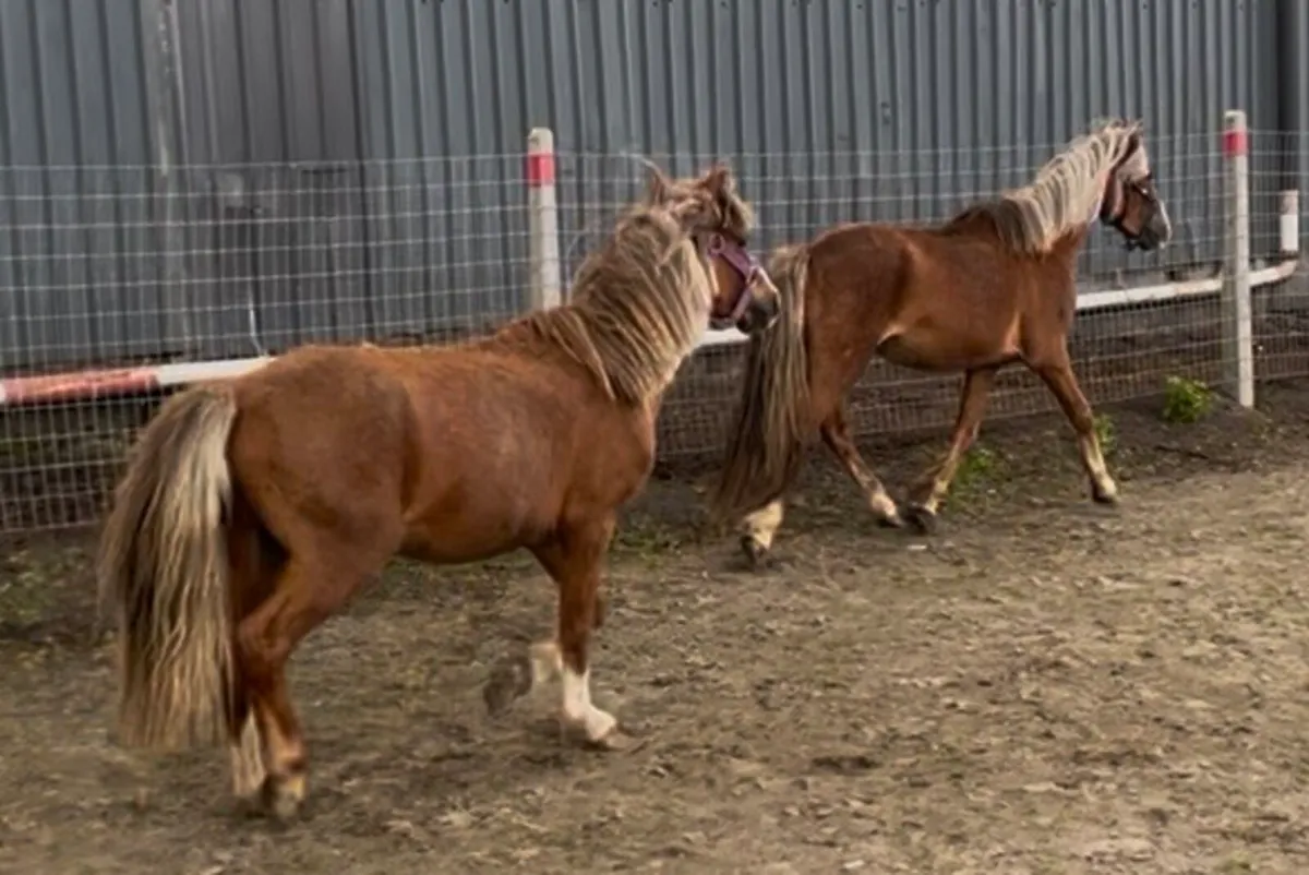 Unbroken 4 year old geldings - Image 2