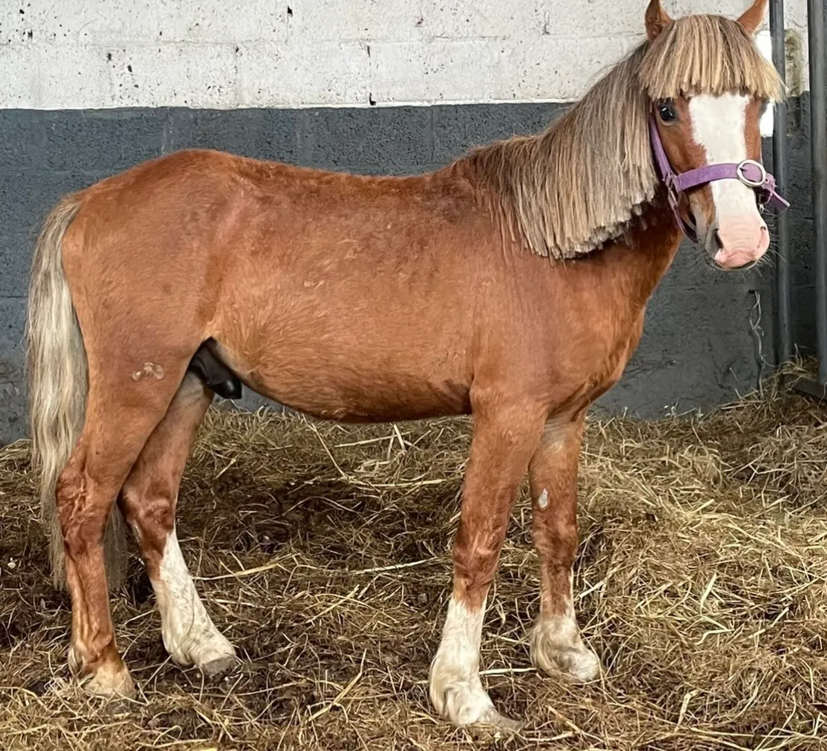 Unbroken 4 year old geldings - Image 1