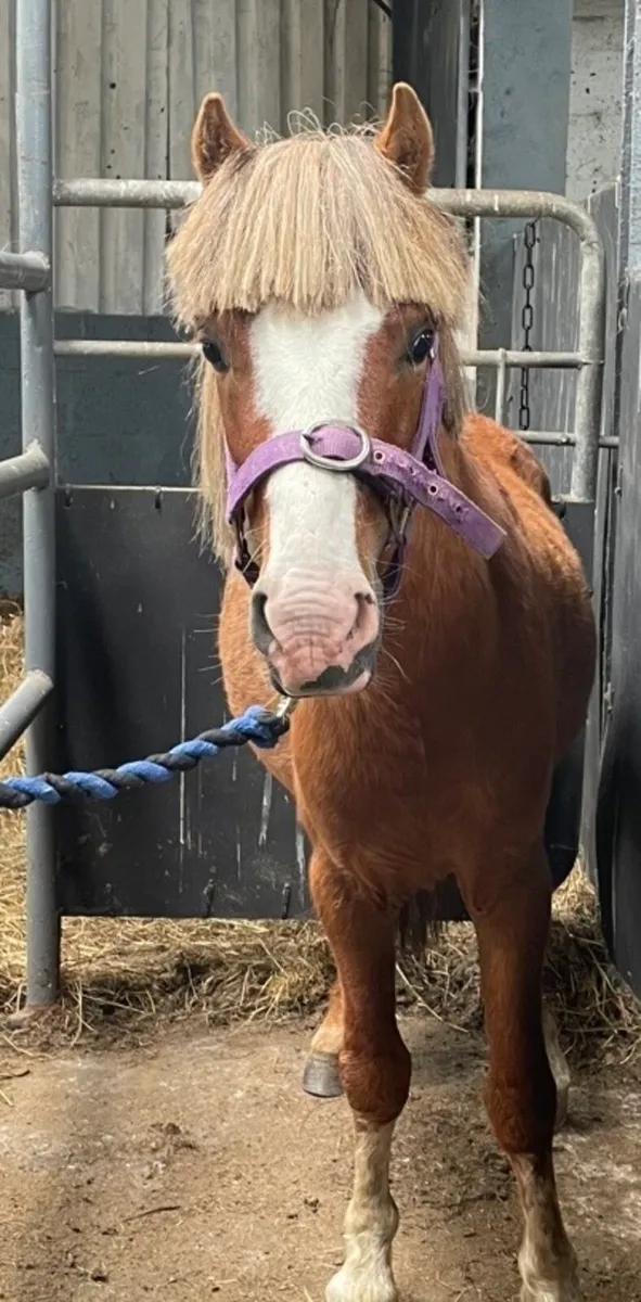 Unbroken 4 year old geldings - Image 3