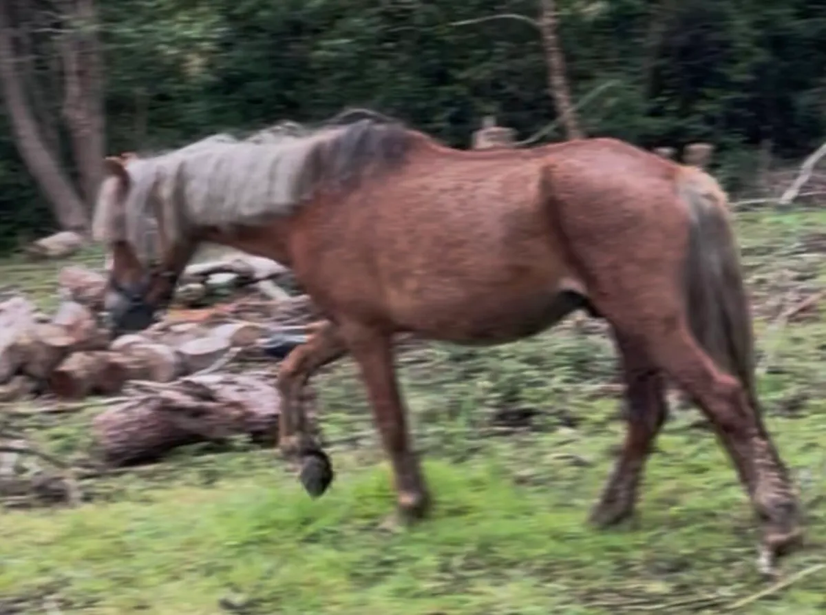 Unbroken 4 year old geldings - Image 4