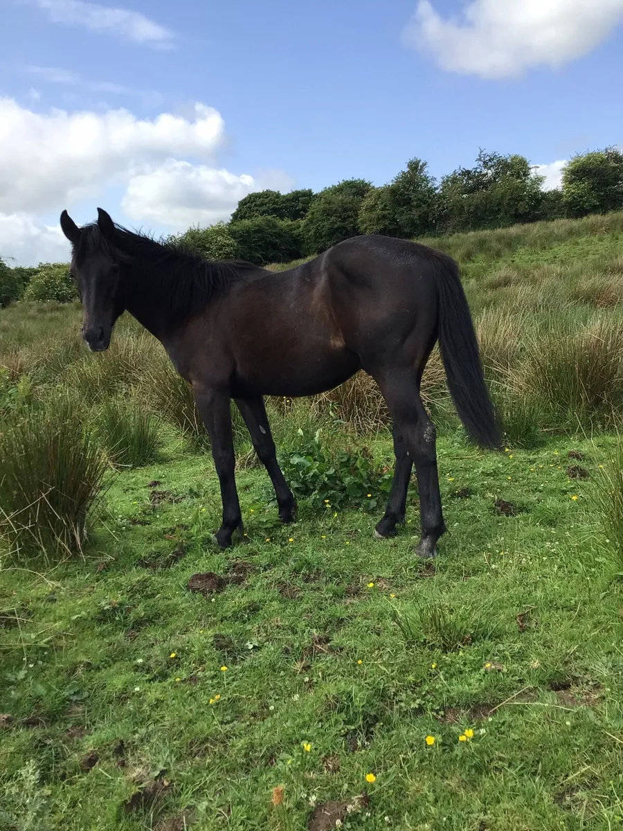 Full Green Book 1 yr old Gelding FOR SALE *** - Image 2