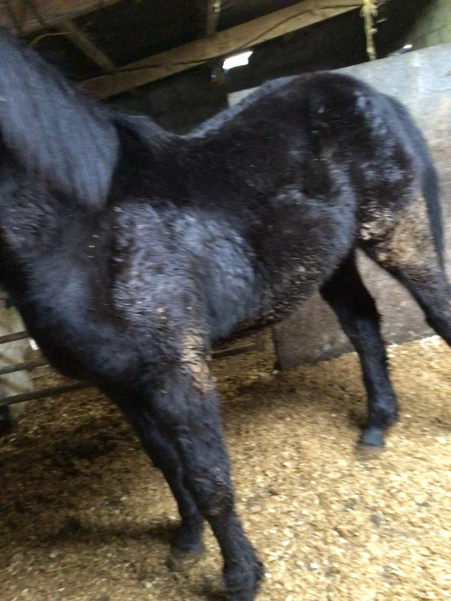 Full Green Book 1 yr old Gelding FOR SALE *** - Image 1
