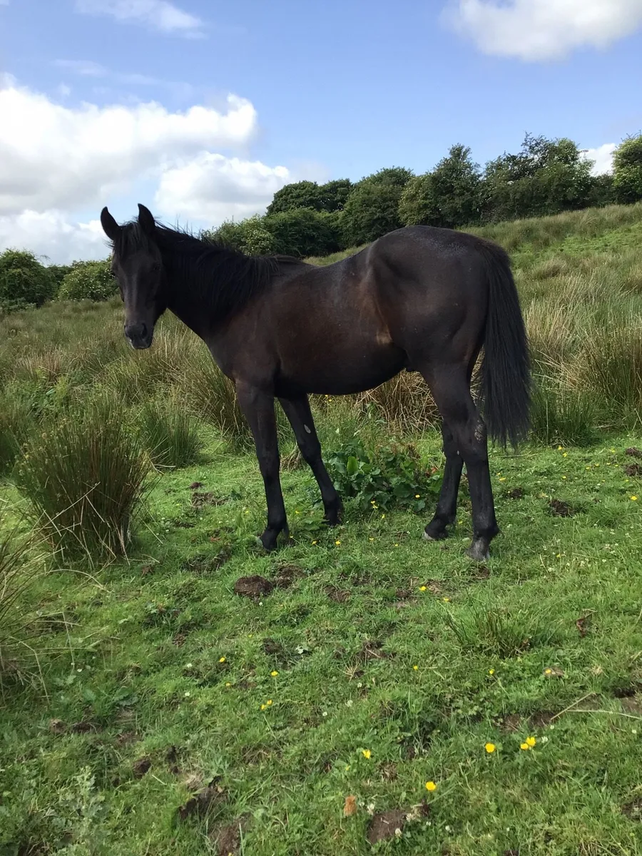 Full Green Book 1 yr old Gelding FOR SALE *** - Image 3