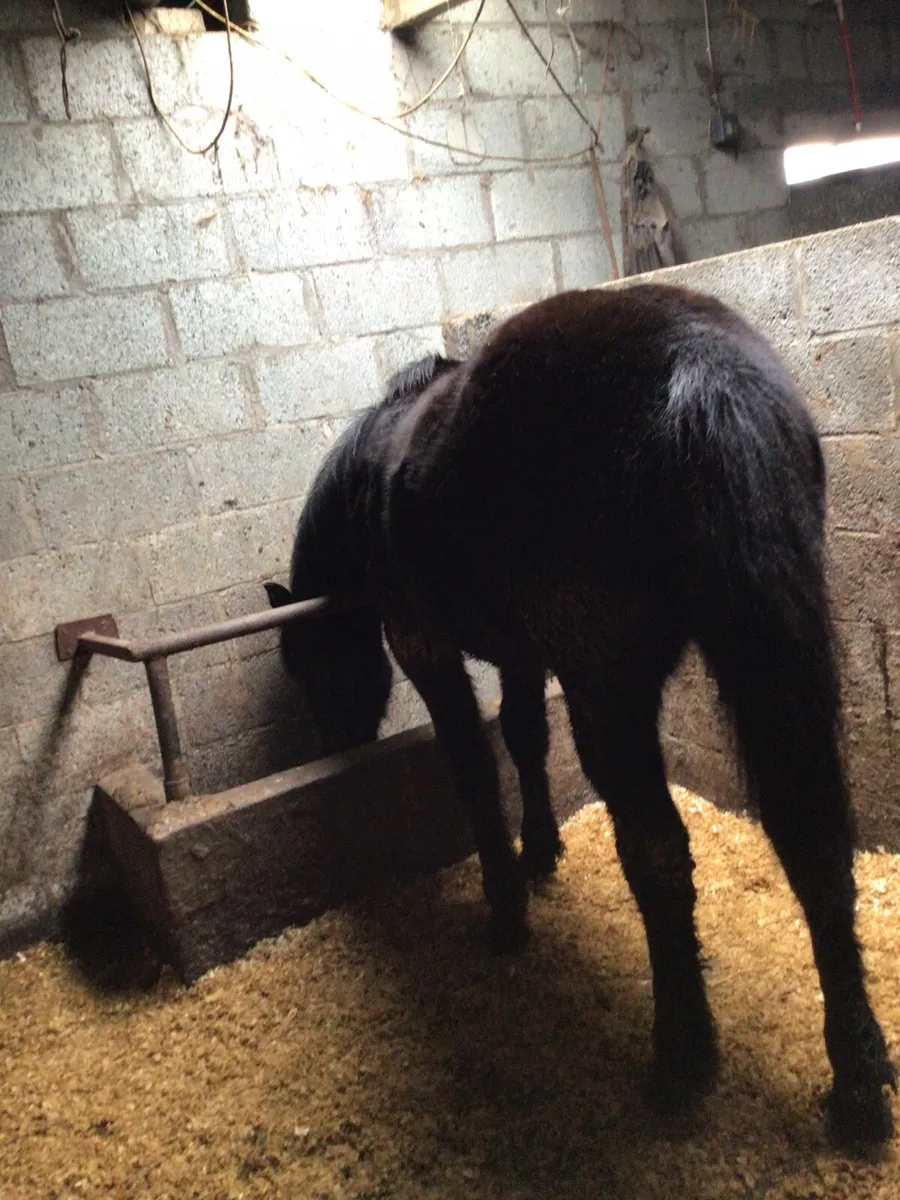 Full Green Book 1 yr old Gelding FOR SALE *** - Image 4