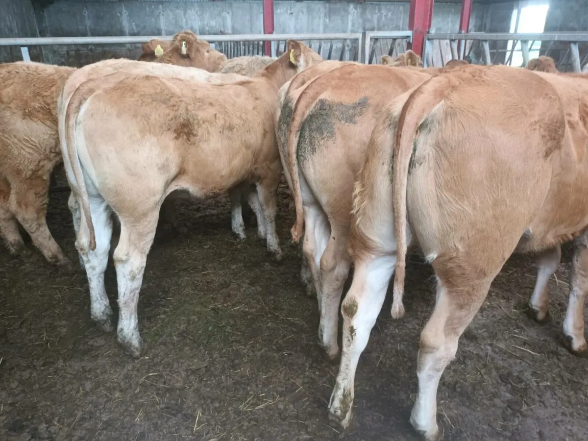 8 top quality U grade Heifer's for sale - Image 2