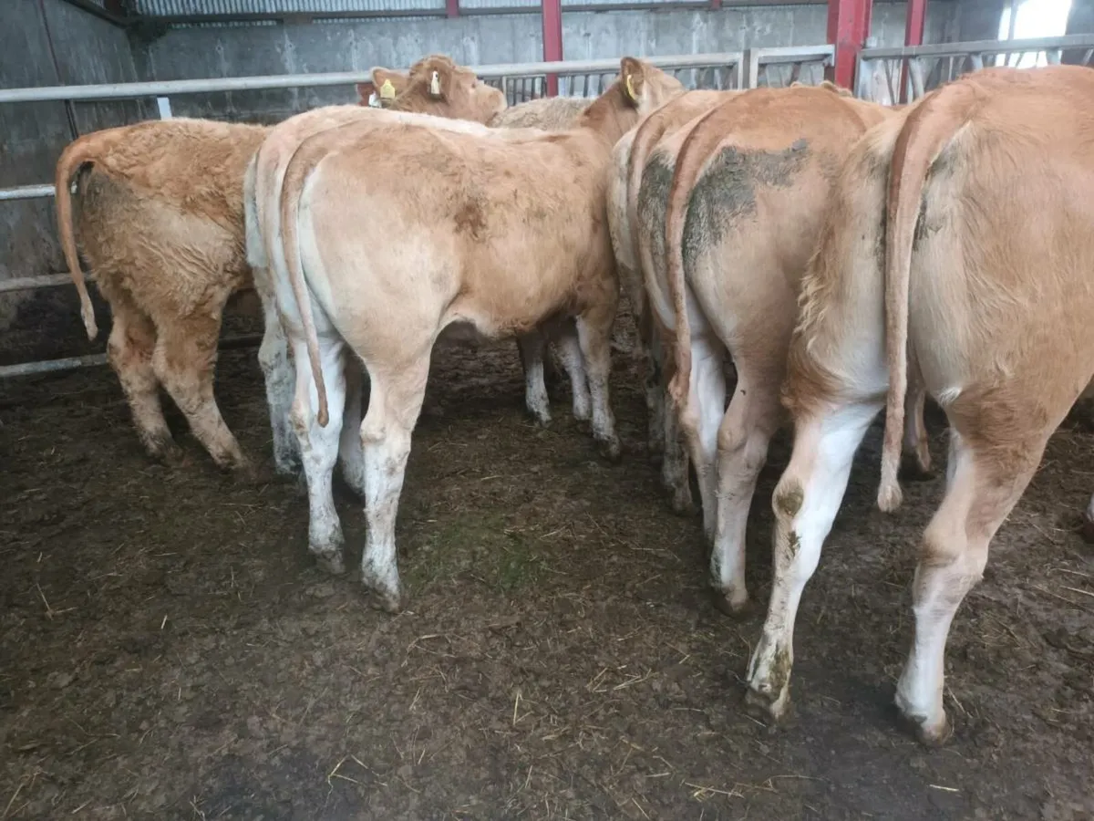 8 top quality U grade Heifer's for sale - Image 3