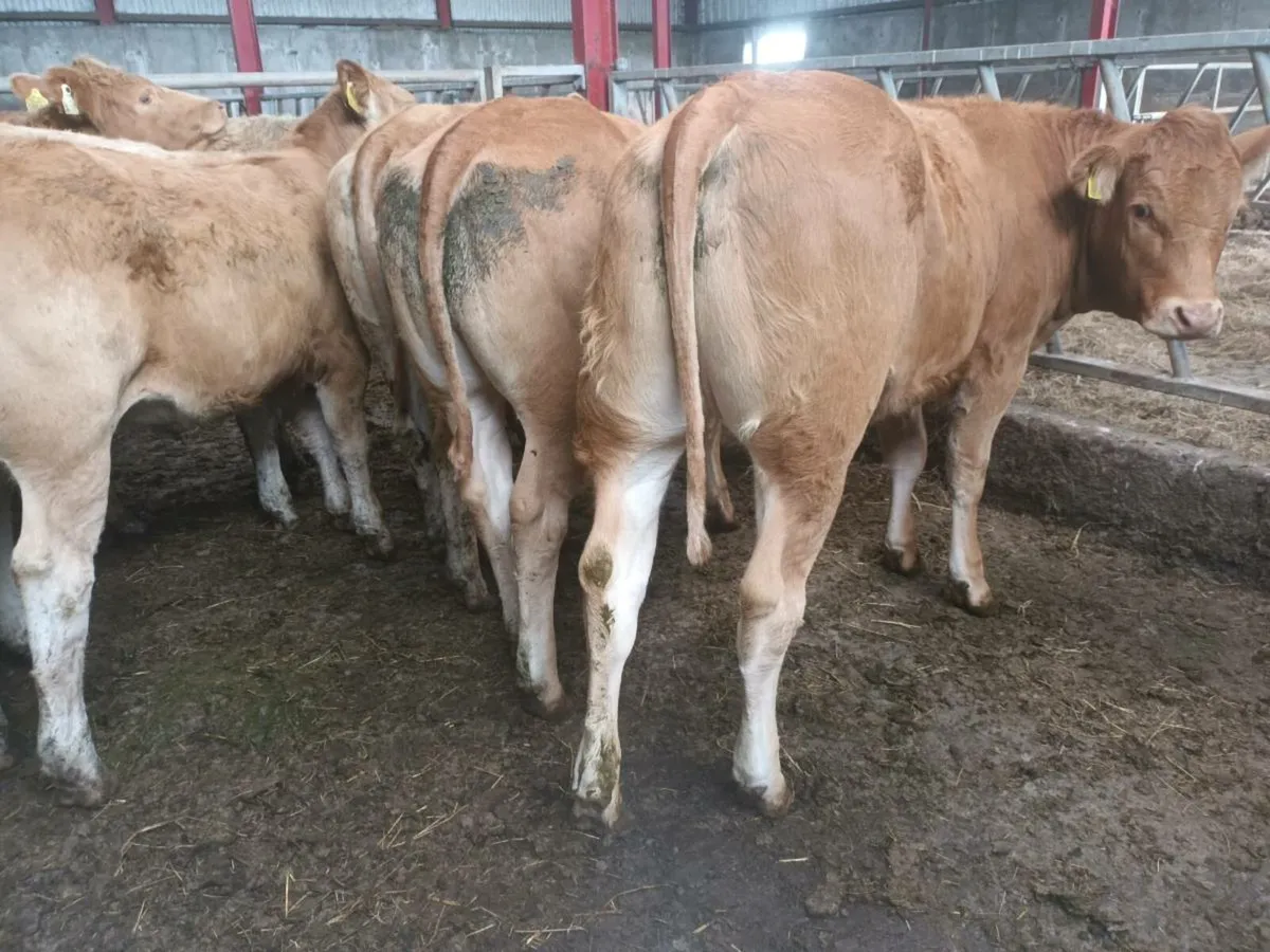 8 top quality U grade Heifer's for sale - Image 4