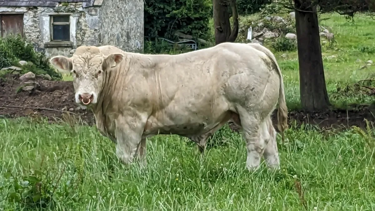 PB Charolais Bull by Fiston - Image 1
