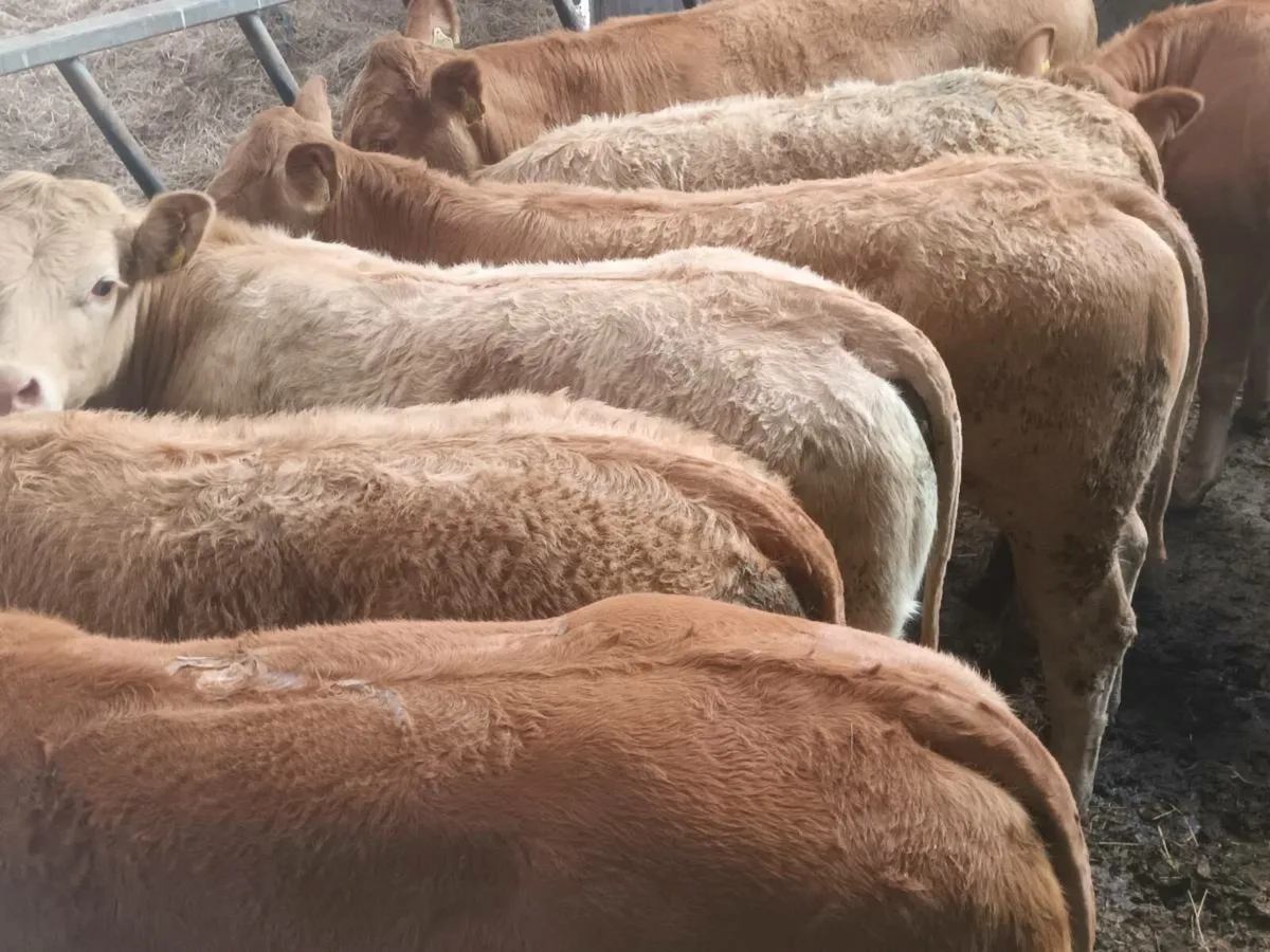 8 top quality U grade Heifer's for sale - Image 1