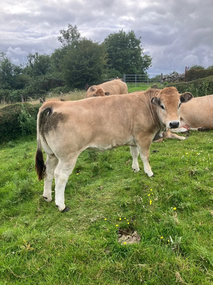 Heifer