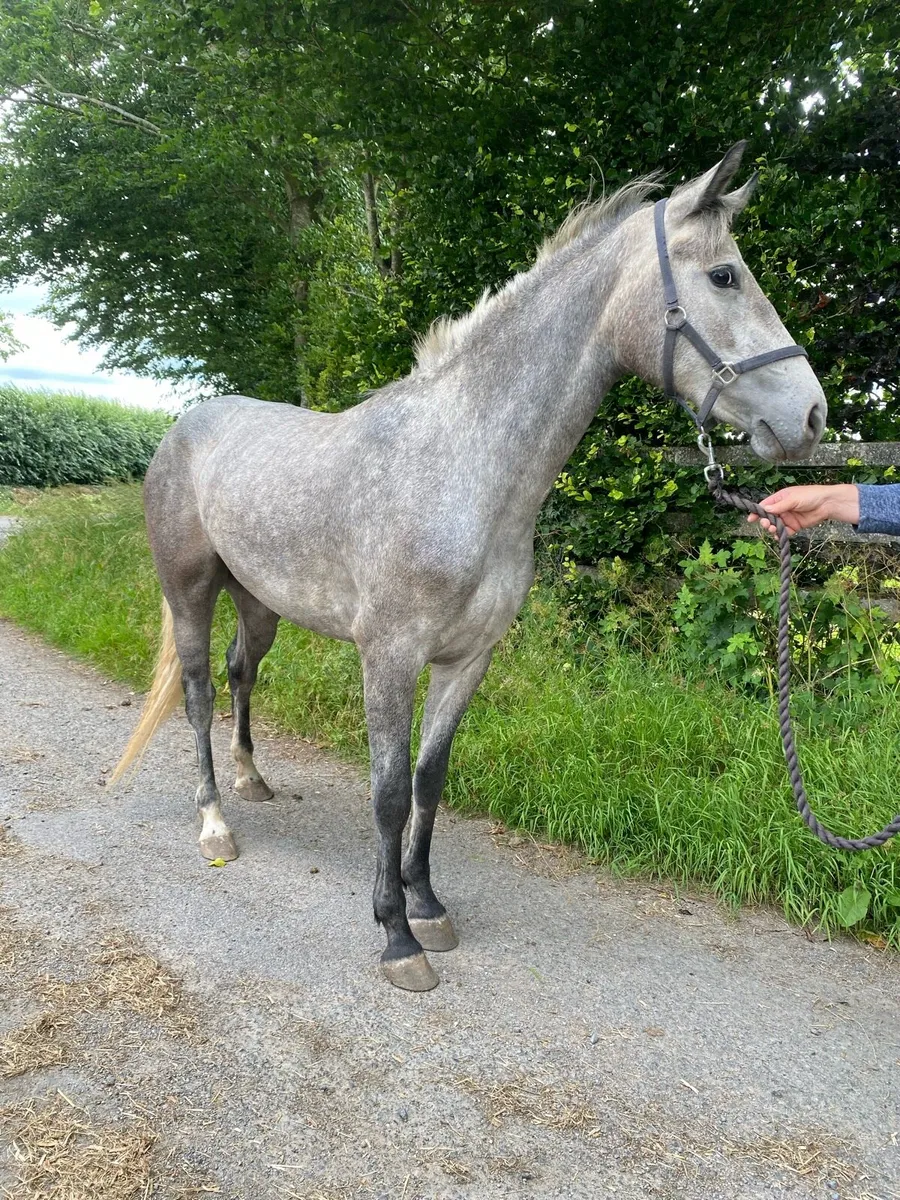 2yo full Connemara filly - Image 1