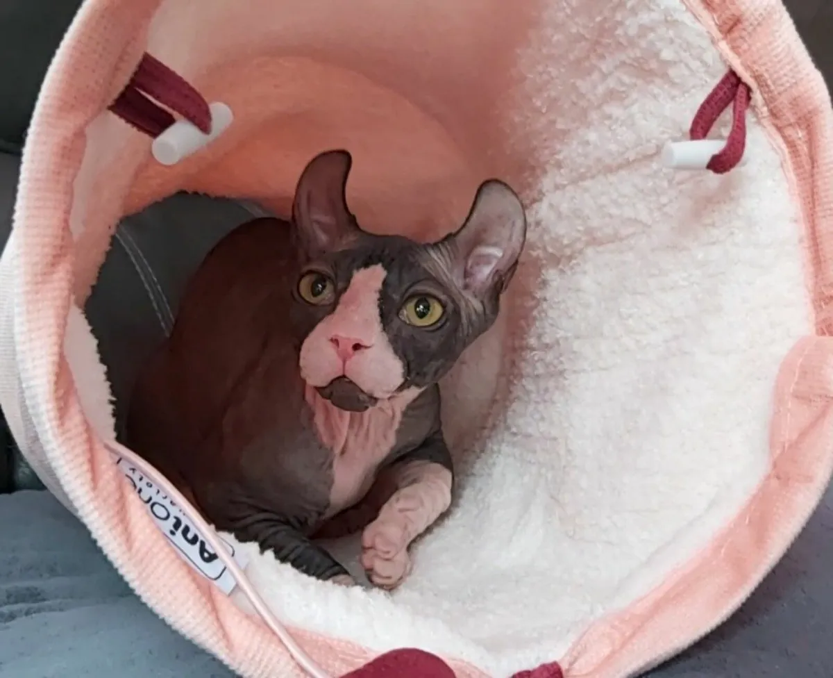 Sphynx Sphinx kitten boy. - Image 2