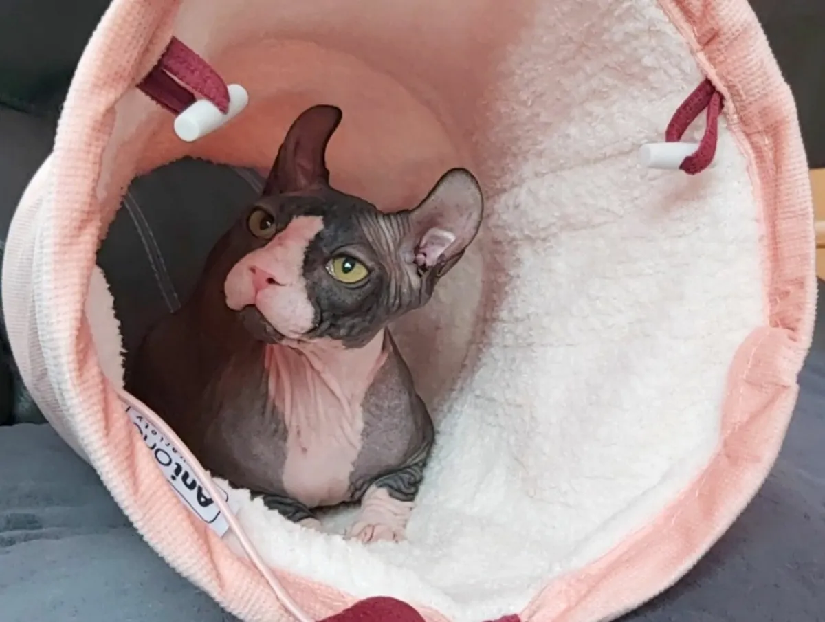 Sphynx Sphinx kitten boy. - Image 3