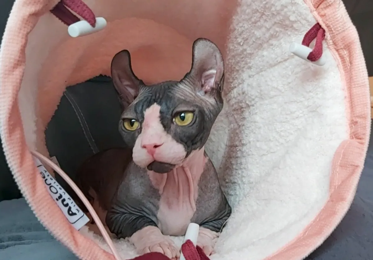 Sphynx Sphinx kitten boy. - Image 1