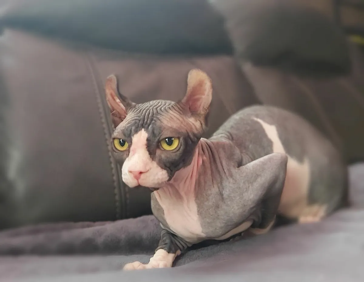 Sphynx Sphinx kitten boy. - Image 4