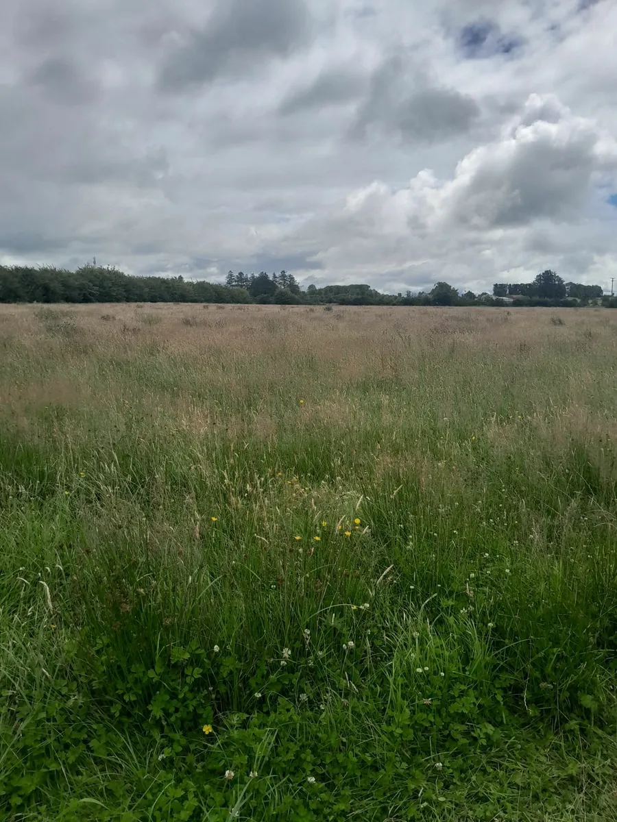 Meadow for sale.