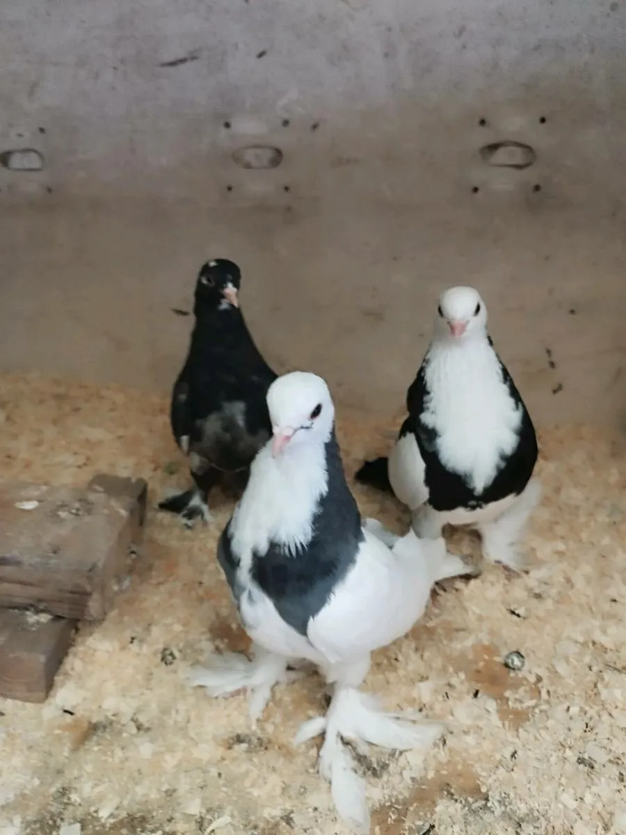 Pigeon (Tumbler) - Image 1