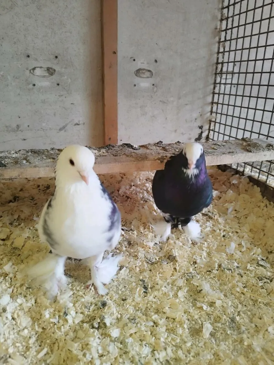 Pigeon (Tumbler) - Image 2