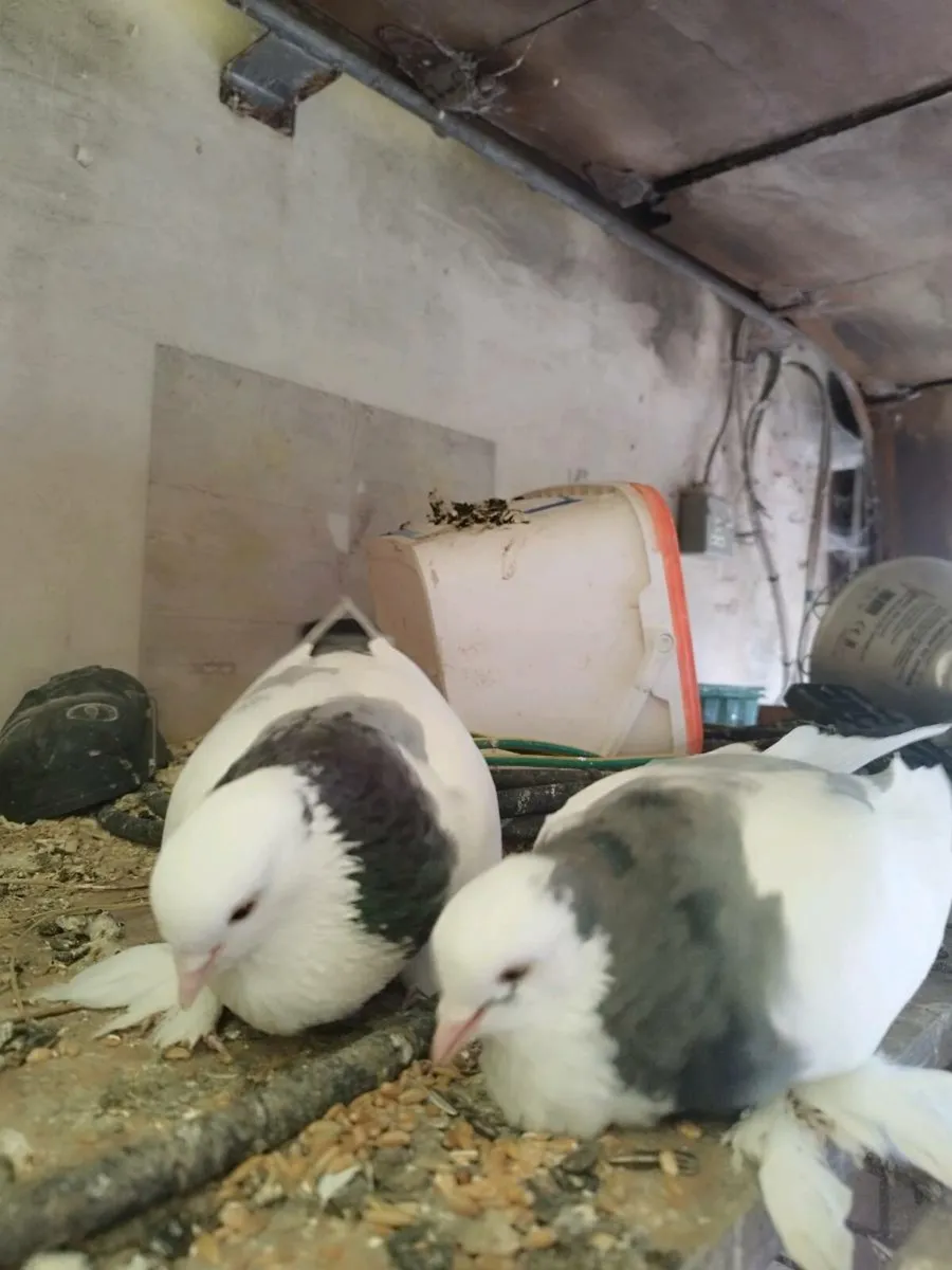 Pigeon (Tumbler) - Image 3