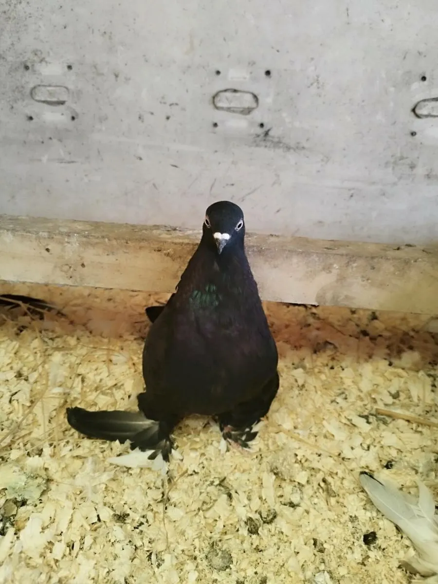 Pigeon (Tumbler) - Image 4