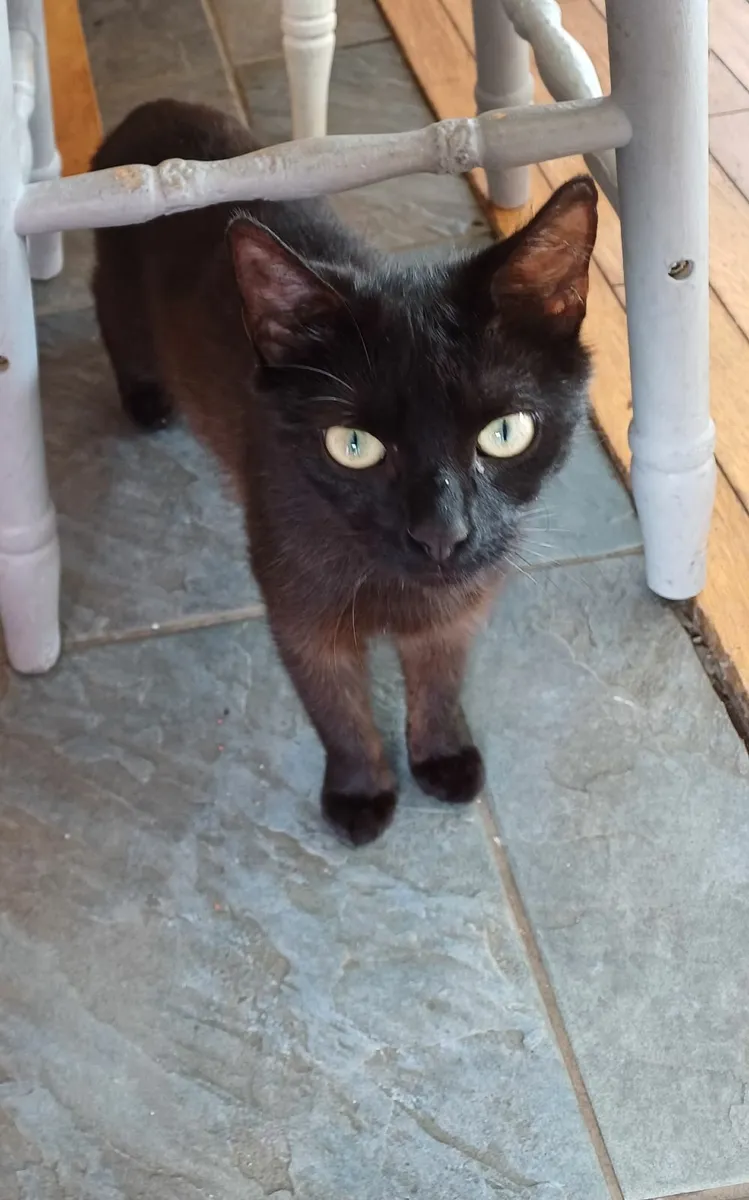 Female cats - Image 1