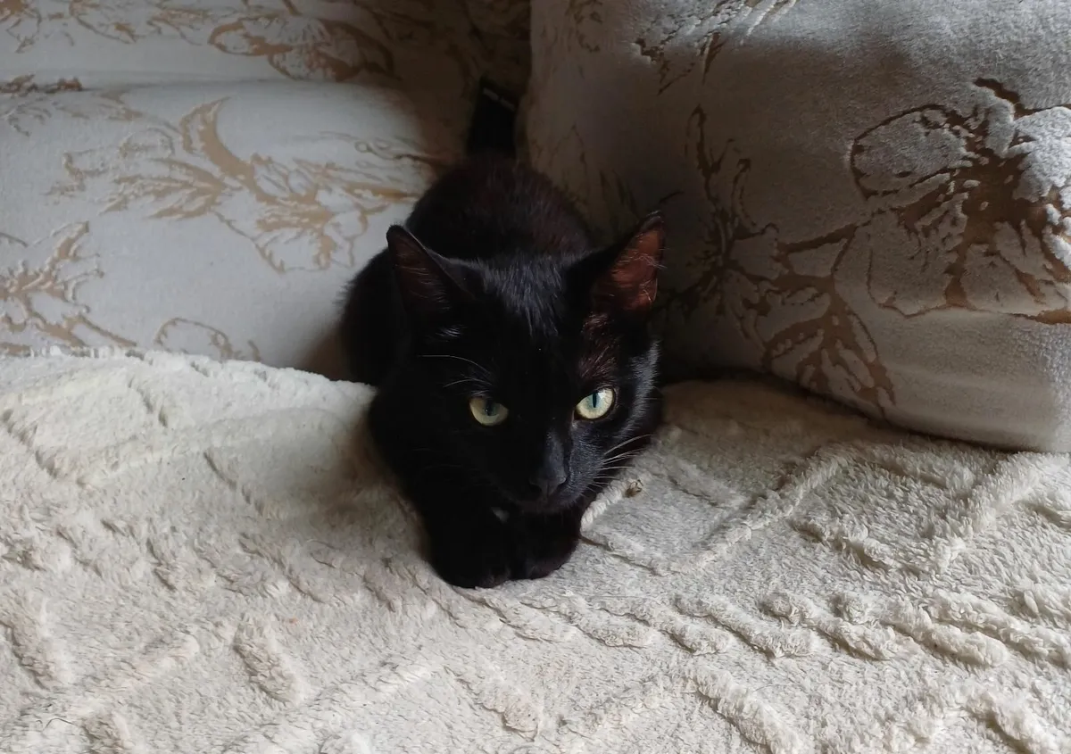Female cats - Image 2