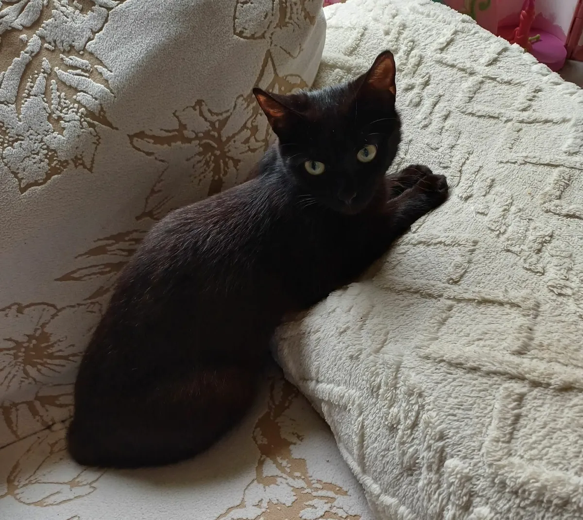 Female cats - Image 3