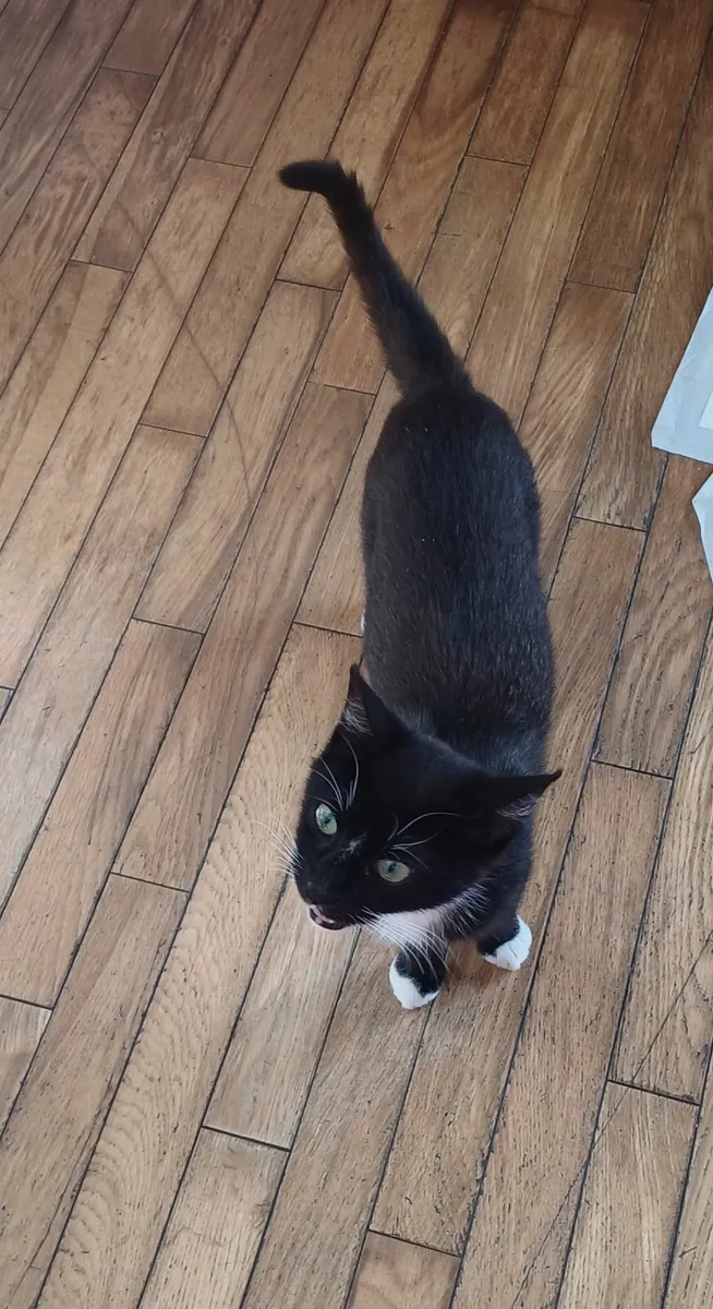 Female cats - Image 4