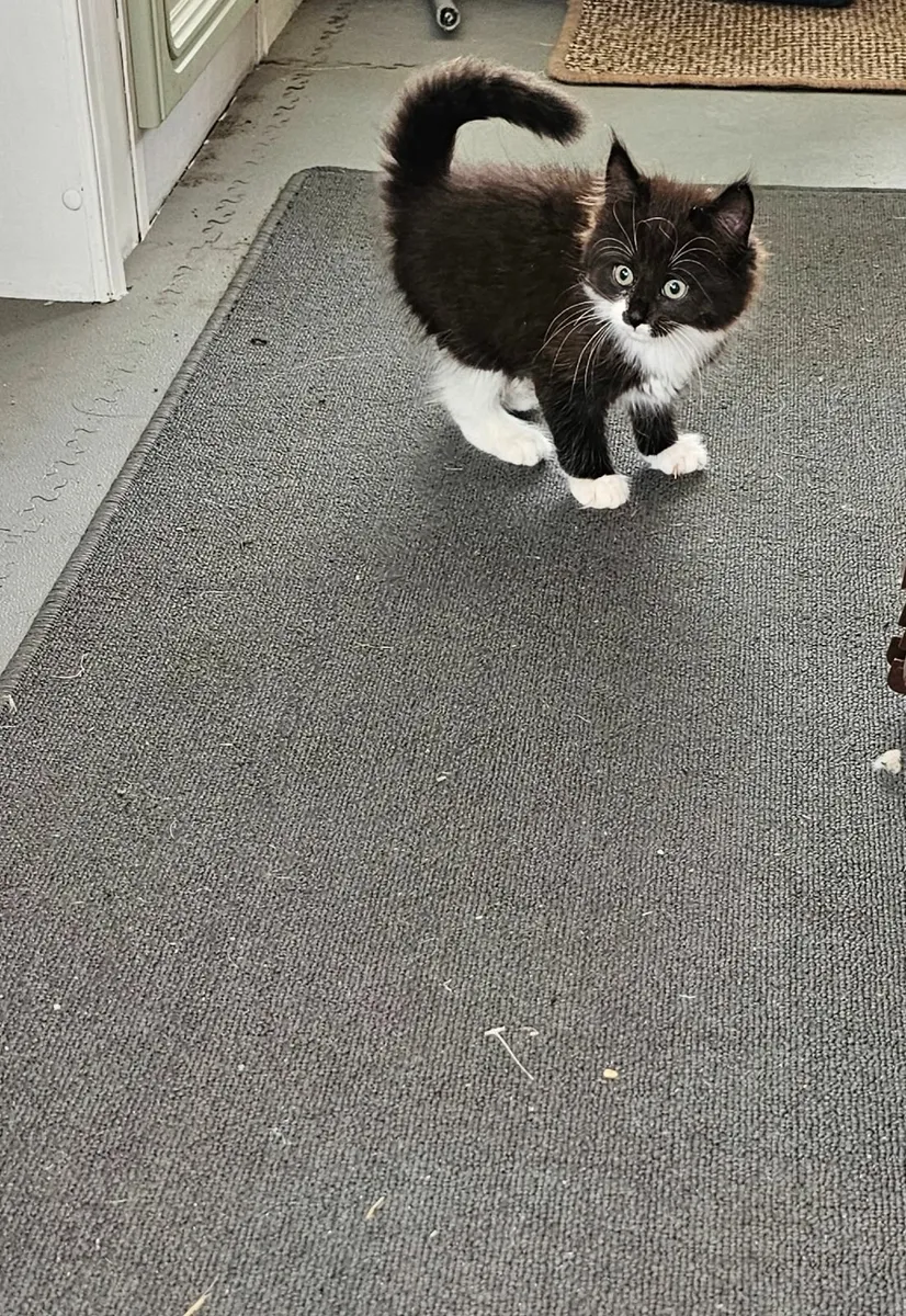 Beautiful black and white kittens - Image 3