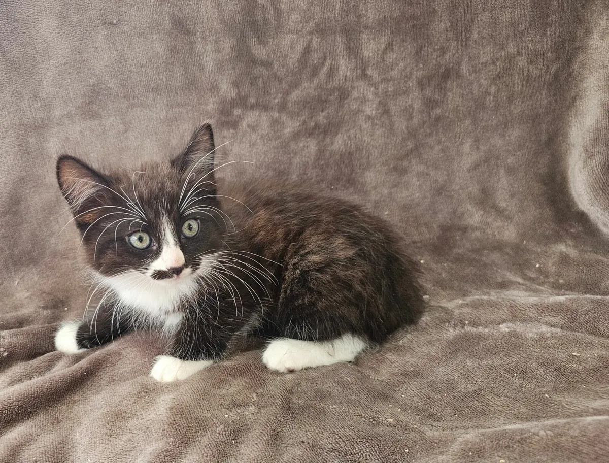 Beautiful black and white kittens - Image 1
