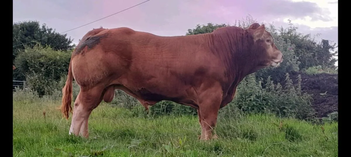 Limousin Bull - Image 1