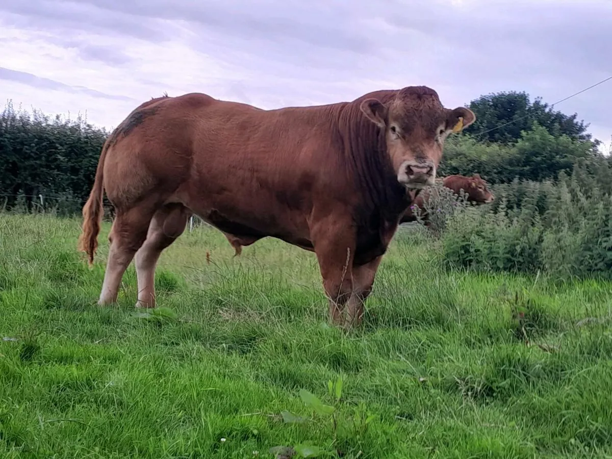 Limousin Bull - Image 2