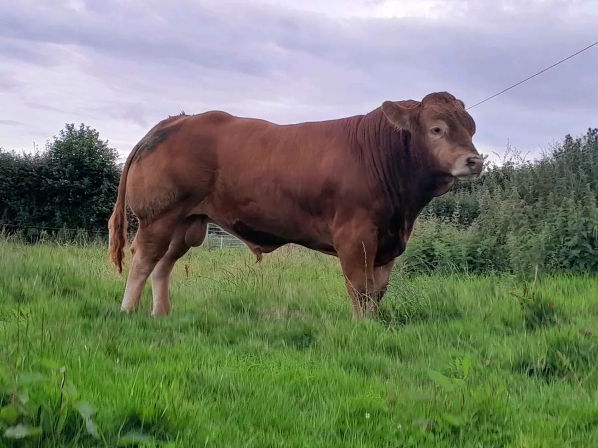 Limousin Bull - Image 3