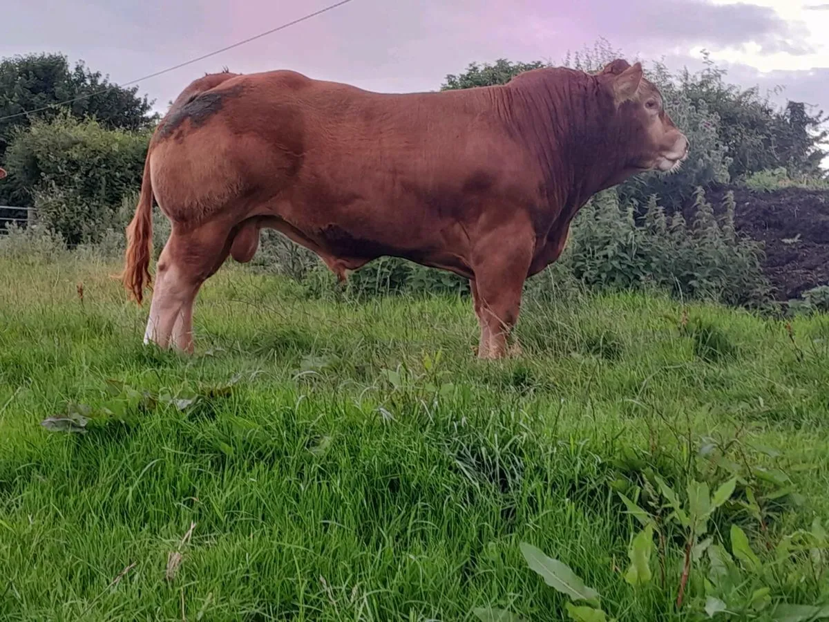 Limousin Bull - Image 4