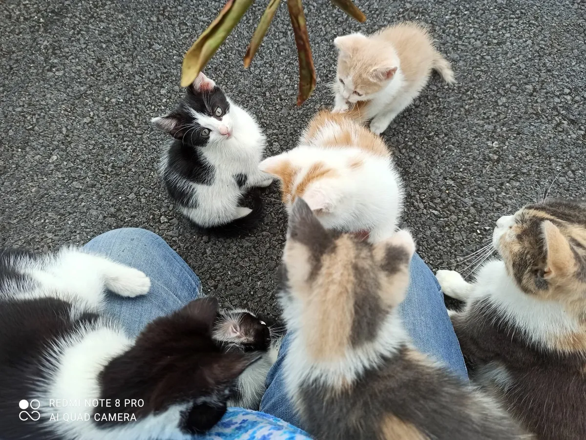 Beautiful kittens ready for new home - Image 2