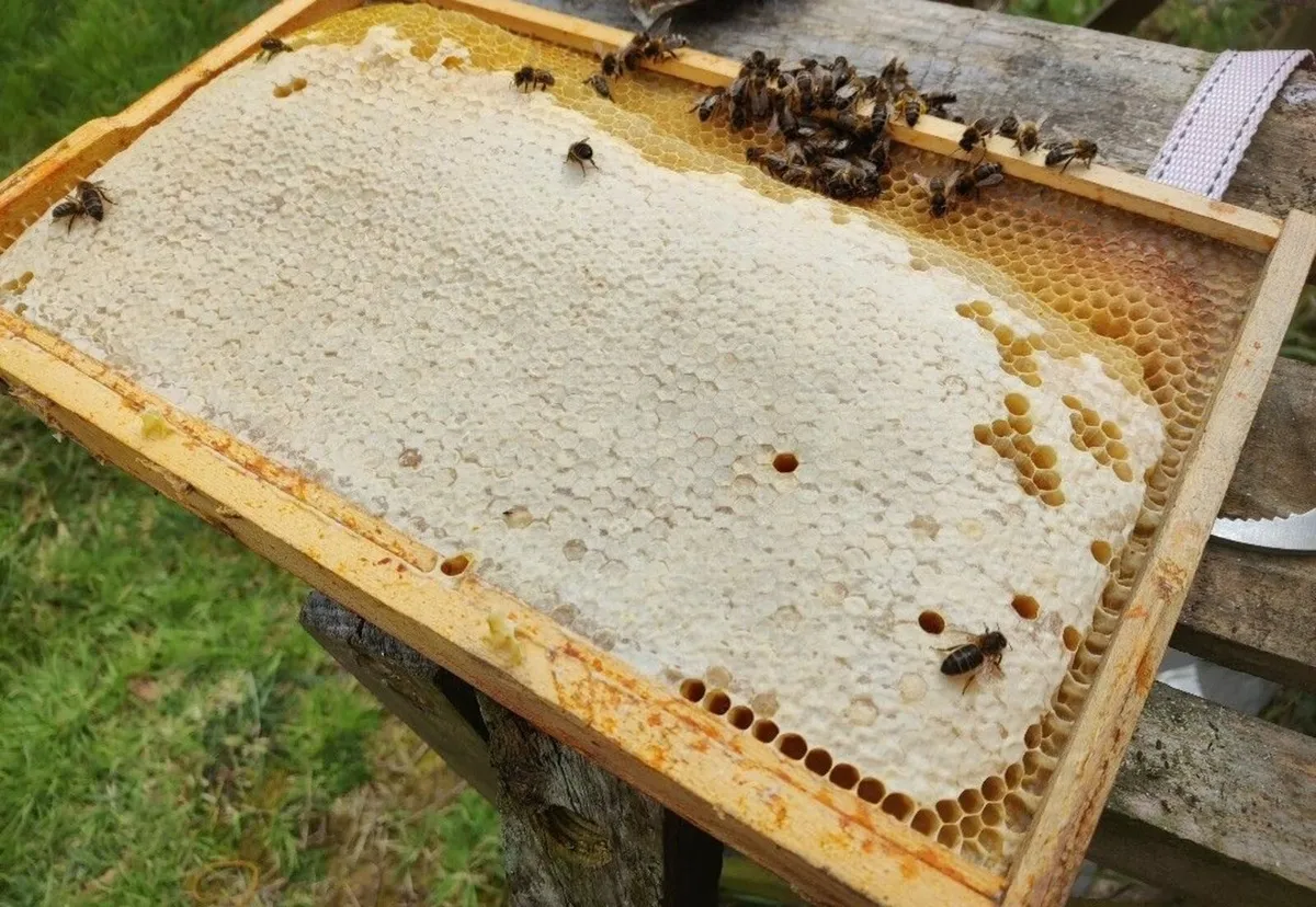Nuc Bee, Amm Super Q Breeder Queen - Image 1