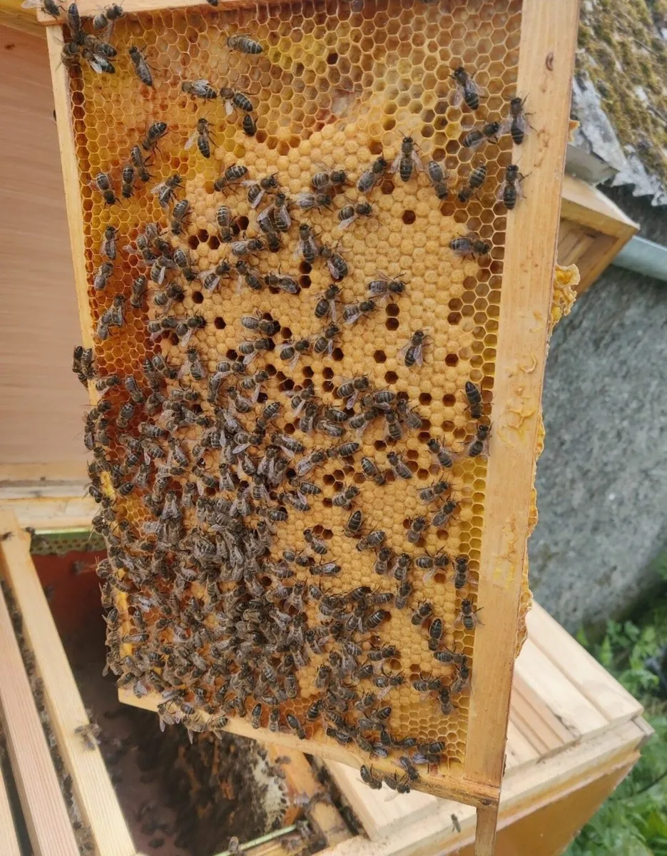 Nuc Bee, Amm Super Q Breeder Queen - Image 3