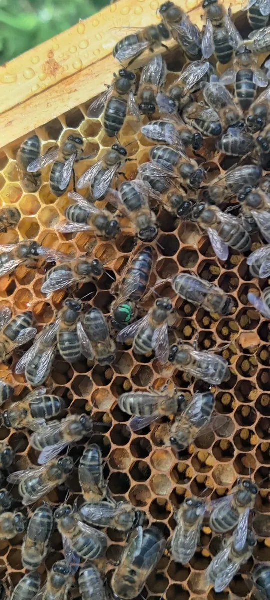 Nuc Bee, Amm Super Q Breeder Queen - Image 2